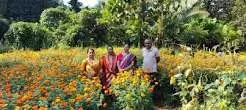 सातेरी केलबाई SHG ने की 30 किलो गेंदे के फूल की खेती सातेरी केलबाई SHG ने की 30 किलो गेंदे के फूल की खेती
