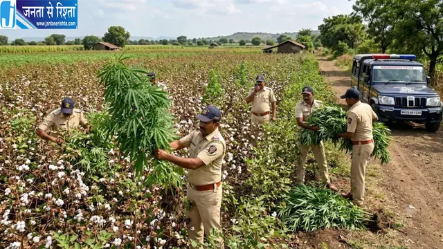 कपास-अरहर के बीच गांजे की खेती, 5.25 लाख का माल जब्त कपास-अरहर के बीच गांजे की खेती, 5.25 लाख का माल जब्त