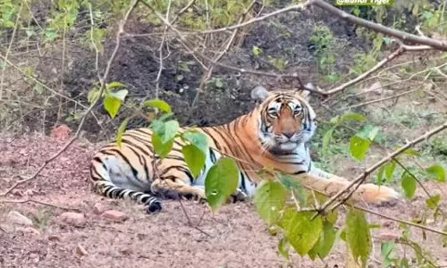रणथंभौर सफारी में दिखा प्रकृति का खूबसूरत नजारा, शावक को दुलारती दिखी शक्ति