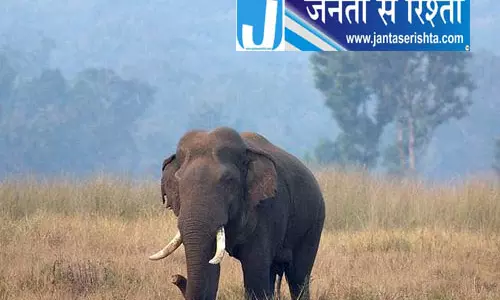 केन्दुझार में हाथी का हमला, युवक की दर्दनाक मौत