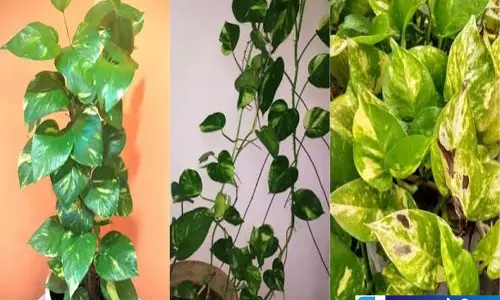 मनी प्लांट की गलत दिशा पड़ सकती है भारी जानें वास्तु मान्यता मनी प्लांट की गलत दिशा पड़ सकती है भारी जानें वास्तु मान्यता