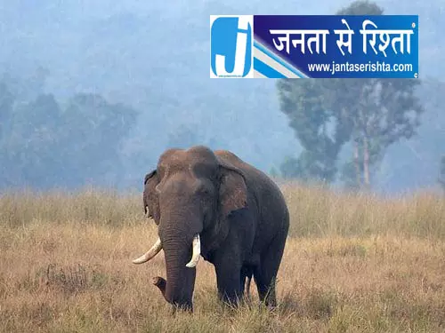केन्दुझार में हाथी का हमला, युवक की दर्दनाक मौत केन्दुझार में हाथी का हमला, युवक की दर्दनाक मौत