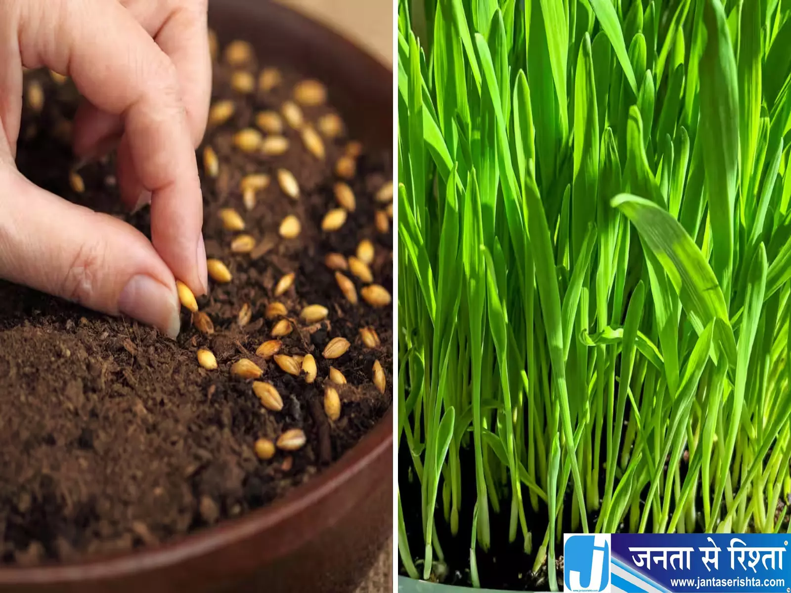 कलश के पास उगेंगे घने हरे जौ बस अपनाएं ये टिप्स कलश के पास उगेंगे घने हरे जौ बस अपनाएं ये टिप्स