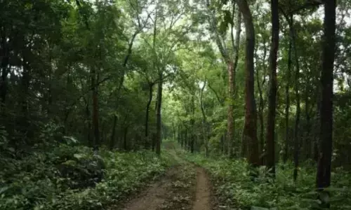 Telangana: मंचेरियल वन विभाग रविवार को 30 किलोमीटर की वन मैराथन आयोजित करेगा
