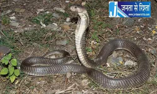 चंबा में कोबरा के काटने से 2 लोगों की मौत चंबा में कोबरा के काटने से 2 लोगों की मौत