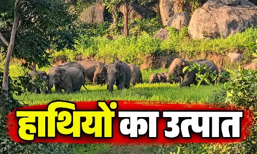छत्तीसगढ़ में 53 हाथियों का उत्पात, बच्चों में मची अफरा-तफरी छत्तीसगढ़ में 53 हाथियों का उत्पात, बच्चों में मची अफरा-तफरी