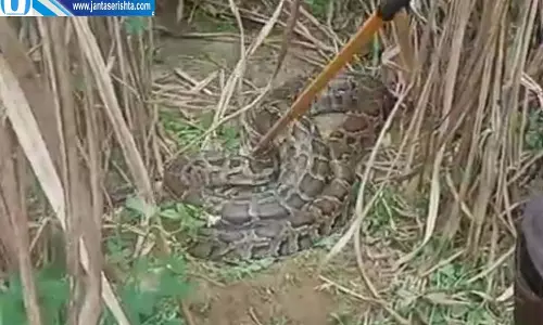 बिजनौर में सांपों से हड़कंप, मिला 14 फीट का अजगर बिजनौर में सांपों से हड़कंप, मिला 14 फीट का अजगर