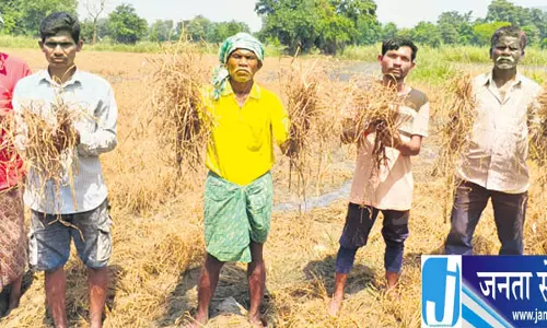 कालाहांडी में फसल खराब होने से किसानों की बढ़ी चिंता कालाहांडी में फसल खराब होने से किसानों की बढ़ी चिंता