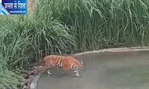 बाघ संरक्षण में बिहार की बड़ी पहल, वाल्मीकि टाइगर रिजर्व से बक्सा भेजे जाएंगे चार बाघ
