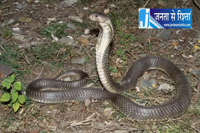 चंबा में कोबरा के काटने से 2 लोगों की मौत चंबा में कोबरा के काटने से 2 लोगों की मौत