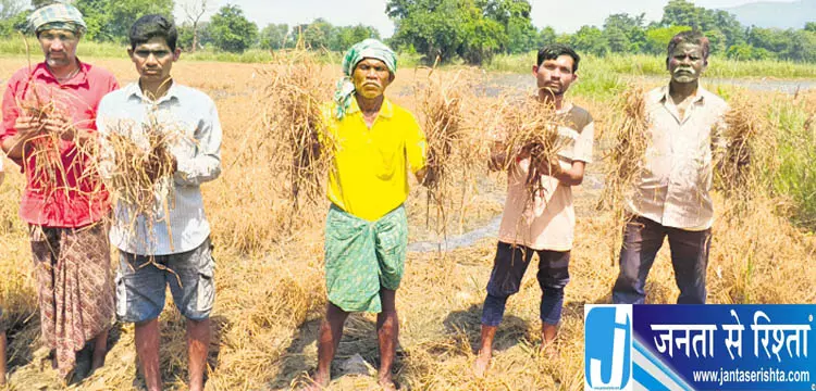 कालाहांडी में फसल खराब होने से किसानों की बढ़ी चिंता कालाहांडी में फसल खराब होने से किसानों की बढ़ी चिंता
