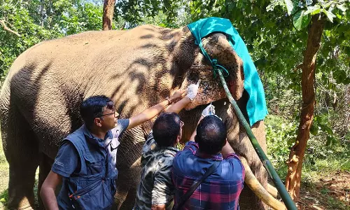 बांधवगढ़ टाइगर रिजर्व में गांव के पास पहुंचा जंगली हाथी, वन विभाग ने किया रेस्क्यू बांधवगढ़ टाइगर रिजर्व में गांव के पास पहुंचा जंगली हाथी, वन विभाग ने किया रेस्क्यू