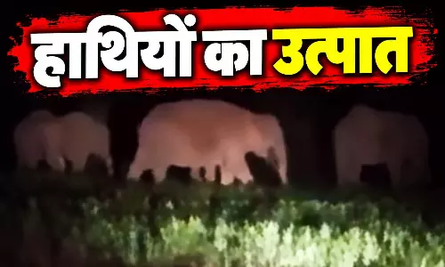 सूरजपुर में हाथियों का उत्पात, खेतों में घुसकर फसलों को पहुंचा रहे नुकसान सूरजपुर में हाथियों का उत्पात, खेतों में घुसकर फसलों को पहुंचा रहे नुकसान