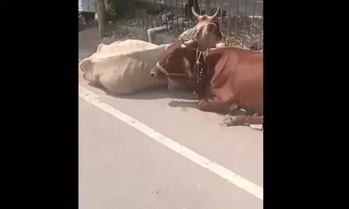 रायपुर कलेक्ट्रेट में मवेशी लेकर पहुंचा पीड़ित, विरोध का अनोखा तरीका देख सब हैरान
