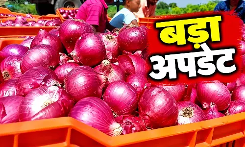 धड़ाम होंगे प्याज के दाम...परेशान लोगों के लिए राहत की खबर आई धड़ाम होंगे प्याज के दाम...परेशान लोगों के लिए राहत की खबर आई