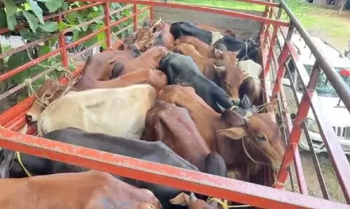 असम-मेघालय सीमा: बोको पुलिस ने 40 मवेशी छुड़ाए, 4 आरोपी फरार