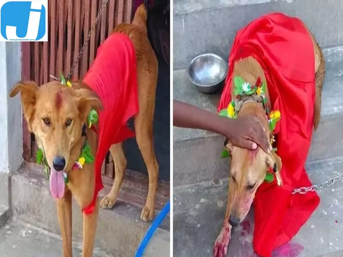गोरखपुर में कुत्तों की शाही शादी, लाखों खर्च और सैकड़ों मेहमानों की दावत गोरखपुर में कुत्तों की शाही शादी, लाखों खर्च और सैकड़ों मेहमानों की दावत