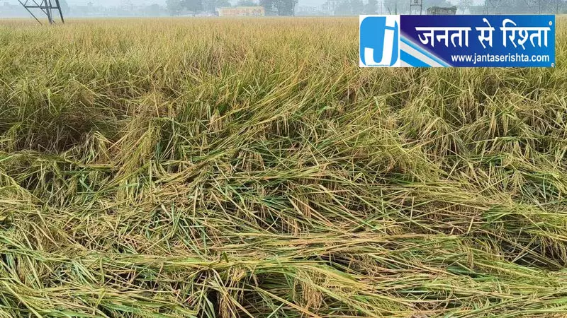 पंजाब में धान बहने से किसानों का गुस्सा, हाईवे जाम पंजाब में धान बहने से किसानों का गुस्सा, हाईवे जाम