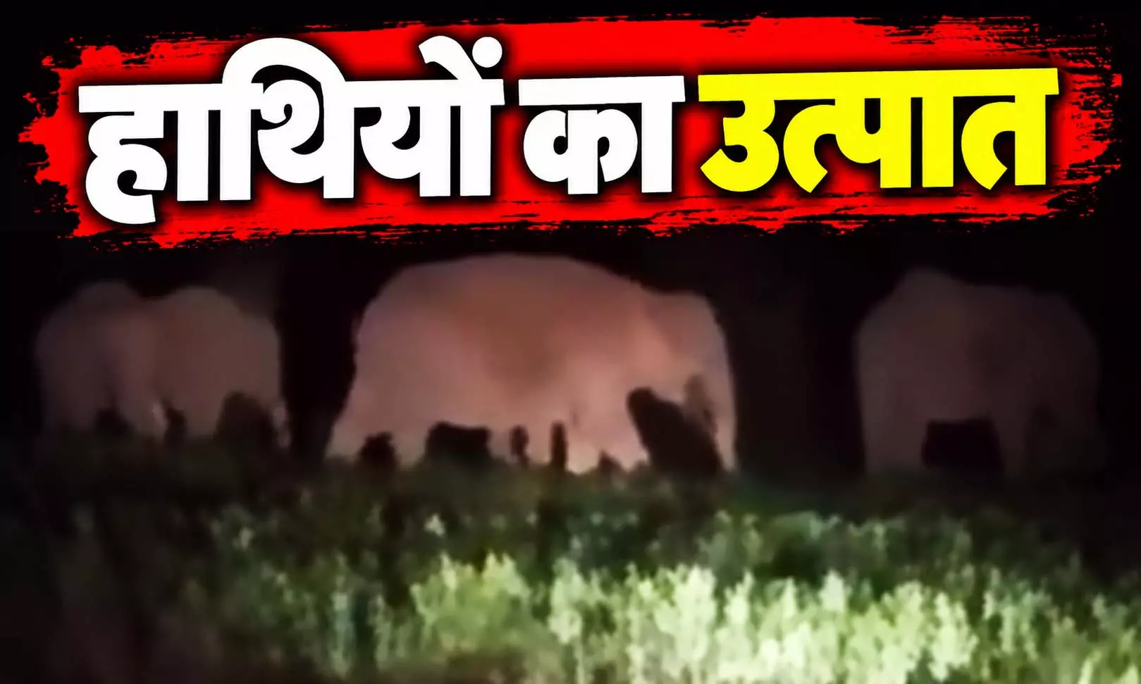 सूरजपुर में हाथियों का उत्पात, खेतों में घुसकर फसलों को पहुंचा रहे नुकसान सूरजपुर में हाथियों का उत्पात, खेतों में घुसकर फसलों को पहुंचा रहे नुकसान