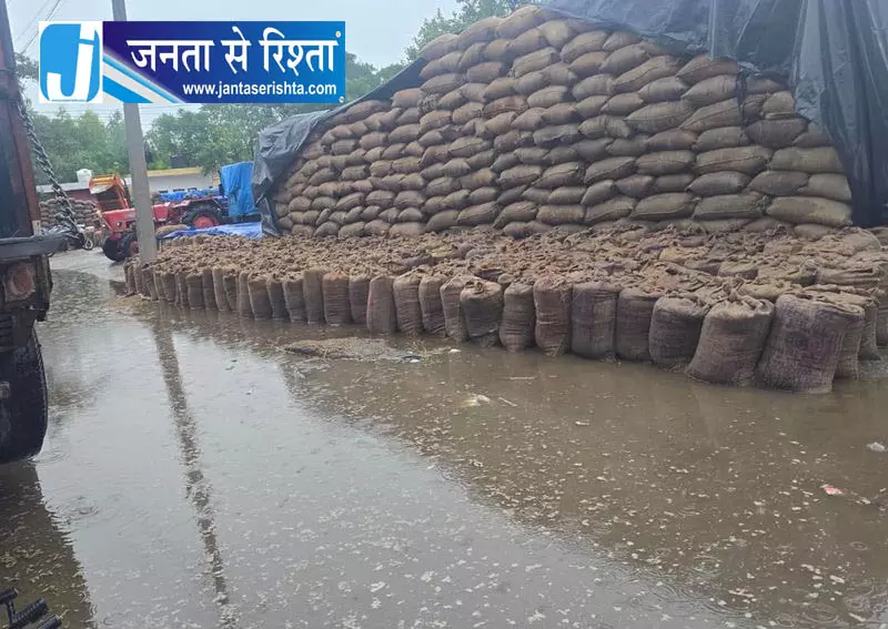 यमुनानगर में बारिश का कहर, मंडियों में भीगा धान यमुनानगर में बारिश का कहर, मंडियों में भीगा धान
