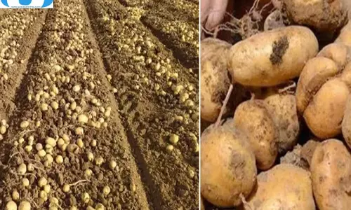 आलू किसानों के काम की खबर, बुआई से पहले करें ये तैयारी