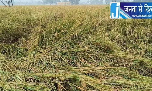 फाजिल्का में बह गई धान की फसल, किसानों को बड़ा नुकसान फाजिल्का में बह गई धान की फसल, किसानों को बड़ा नुकसान