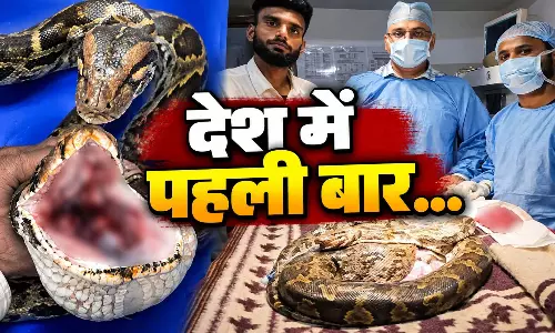 अजगर की जिंदगी बचाने की जंग, मुंह से कैंसर का ट्यूमर निकाला गया अजगर की जिंदगी बचाने की जंग, मुंह से कैंसर का ट्यूमर निकाला गया