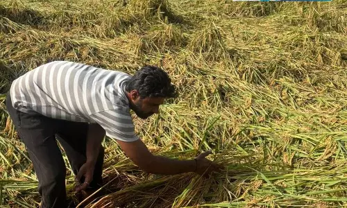 धान को बारिश से नुकसान, किसानों ने उठाई मुआवजे की मांग धान को बारिश से नुकसान, किसानों ने उठाई मुआवजे की मांग