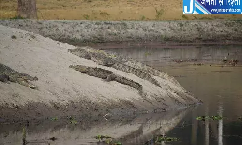 नहरों में घूम रहे मगरमच्छ, गांवों में दहशत का माहौल नहरों में घूम रहे मगरमच्छ, गांवों में दहशत का माहौल