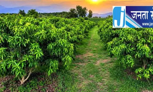 हिमाचल में मौसम की मार, कांगड़ा में आम की फसल को नुकसान