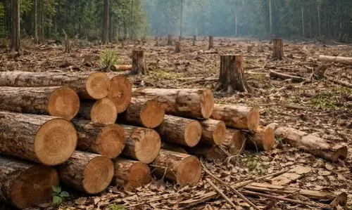 धुबरी: अडानी पावर प्रोजेक्ट के लिए काटे जाएंगे 407 बड़े पेड़