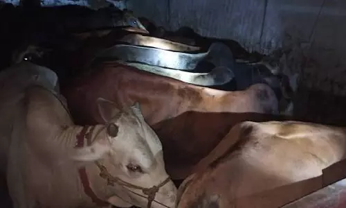 असम: कालियाबोर में ट्रक से 30 मवेशी बरामद, आरोपी ड्राइवर गिरफ्तार