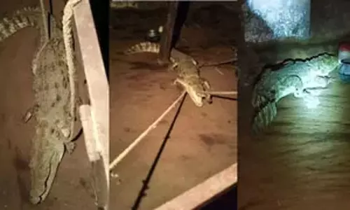 घर में मगरमच्छ देख उड़े होश, गांव में हड़कंप घर में मगरमच्छ देख उड़े होश, गांव में हड़कंप