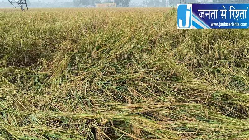 फाजिल्का में बह गई धान की फसल, किसानों को बड़ा नुकसान फाजिल्का में बह गई धान की फसल, किसानों को बड़ा नुकसान