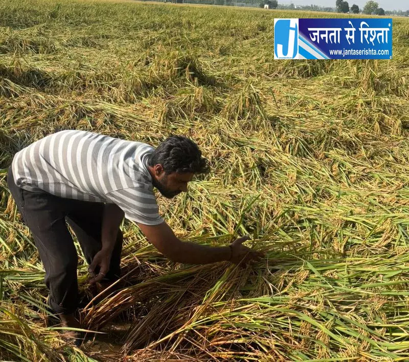 धान को बारिश से नुकसान, किसानों ने उठाई मुआवजे की मांग धान को बारिश से नुकसान, किसानों ने उठाई मुआवजे की मांग