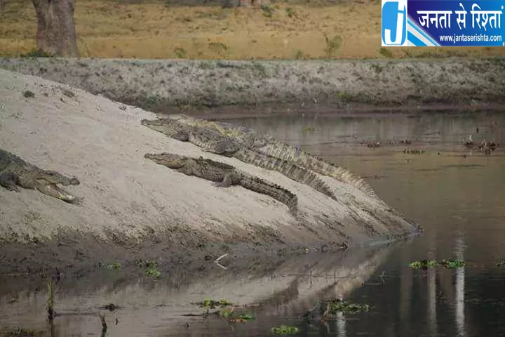 नहरों में घूम रहे मगरमच्छ, गांवों में दहशत का माहौल नहरों में घूम रहे मगरमच्छ, गांवों में दहशत का माहौल