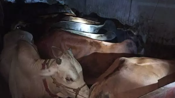 असम: कालियाबोर में ट्रक से 30 मवेशी बरामद, आरोपी ड्राइवर गिरफ्तार असम: कालियाबोर में ट्रक से 30 मवेशी बरामद, आरोपी ड्राइवर गिरफ्तार