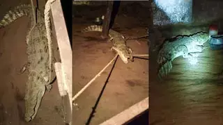 घर में मगरमच्छ देख उड़े होश, गांव में हड़कंप घर में मगरमच्छ देख उड़े होश, गांव में हड़कंप