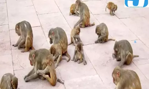 बंदरों के हमलों से ताजमहल के पर्यटक परेशान, मशीनें लगाने की योजना फाइलों में अटकी