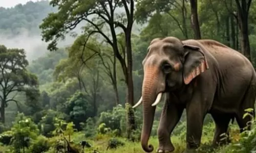 हाथी प्रभावित क्षेत्रों में ग्रामीणों की सुरक्षा के लिए वन विभाग अलर्ट, ड्रोन से की जा रही निगरानी हाथी प्रभावित क्षेत्रों में ग्रामीणों की सुरक्षा के लिए वन विभाग अलर्ट, ड्रोन से की जा रही निगरानी