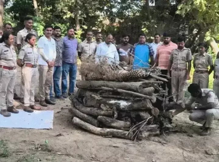 दहशत फैलाने वाले तेंदुए की मौत, झाड़ियों में मिला शव