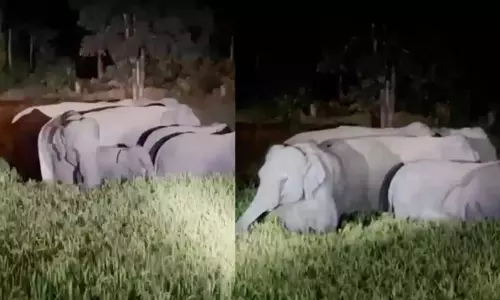 26 हाथियों ने जंगल में डाला डेरा, चार दिनों से धान की फसलें कर रहे बर्बाद 26 हाथियों ने जंगल में डाला डेरा, चार दिनों से धान की फसलें कर रहे बर्बाद