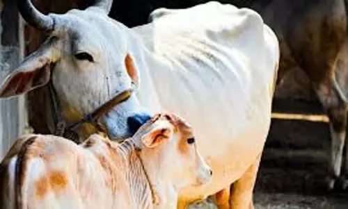 गाय और बछड़े चोरी करने के आरोप में पांच लोग पकड़े गए