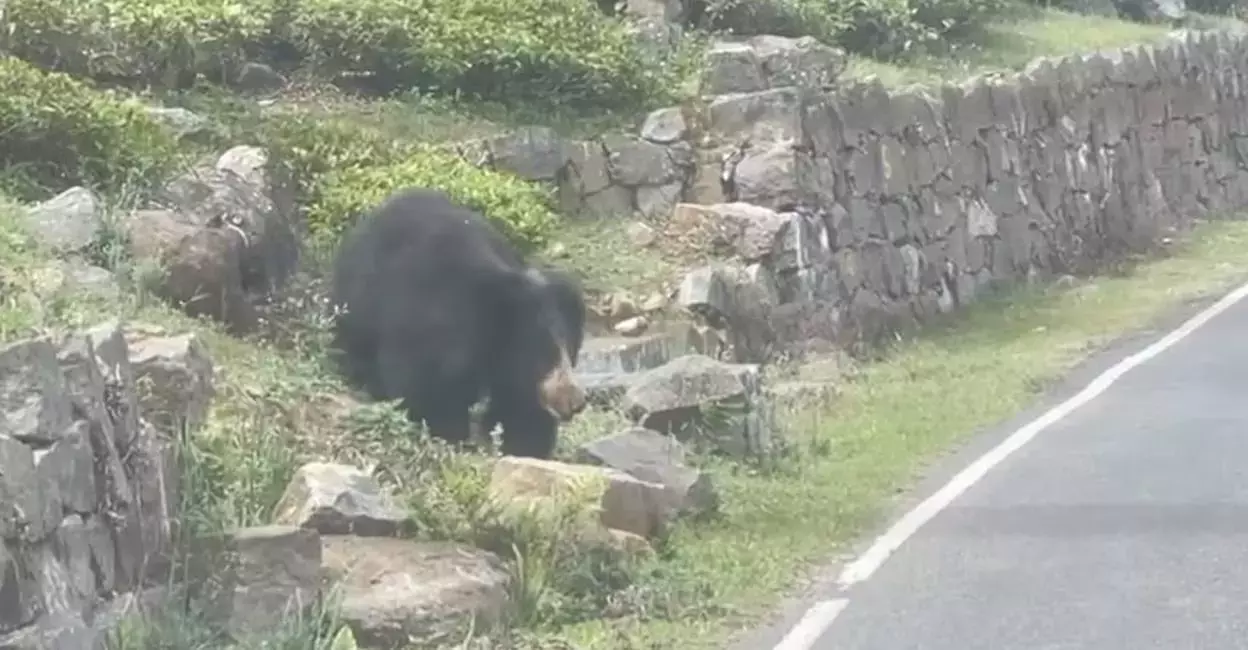Tamil Nadu: भटका हुआ भालू कोटागिरी शहर के निवासियों को डरा रहा है Tamil Nadu: भटका हुआ भालू कोटागिरी शहर के निवासियों को डरा रहा है