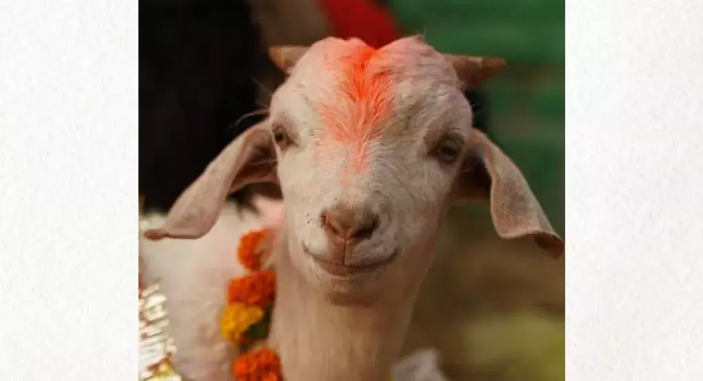 70 साल की परंपरा: डूमडूमा दुर्गा पूजा में नहीं दी जाती पशु बलि