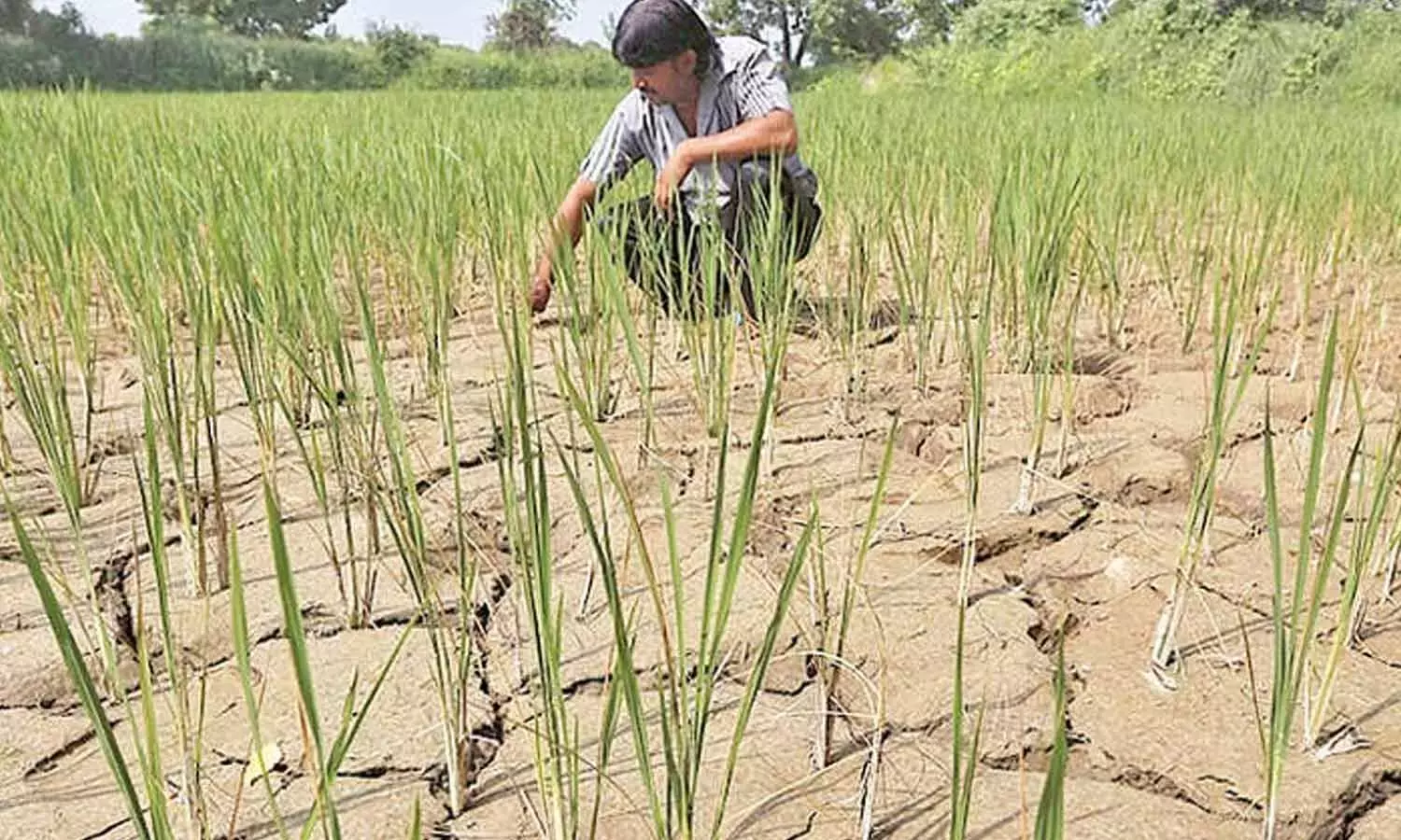 पानी की भारी किल्लत से खेत सूखे पड़े पानी की भारी किल्लत से खेत सूखे पड़े