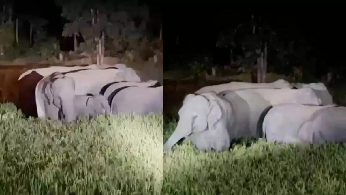 26 हाथियों ने जंगल में डाला डेरा, चार दिनों से धान की फसलें कर रहे बर्बाद 26 हाथियों ने जंगल में डाला डेरा, चार दिनों से धान की फसलें कर रहे बर्बाद