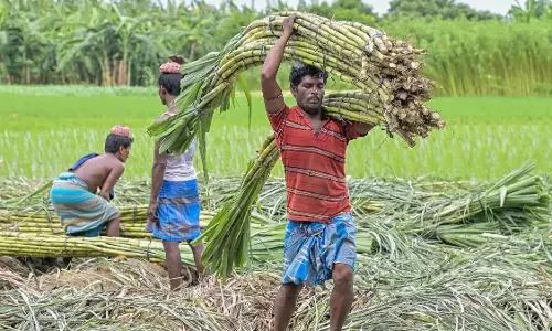 गन्ना मूल्य में छत्तीसगढ़ देश में नंबर वन, किसानों को अब 425 रुपये प्रति क्विंटल की दर से होगा भुगतान
