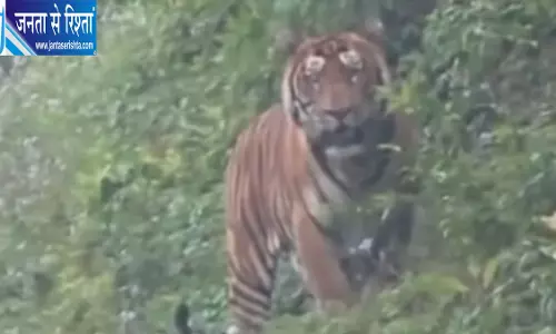 अरुणाचल की सड़क पर दिखा बाघ, दोपहिया वाहनों पर रोक