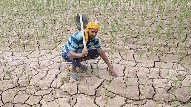 जल संकट: सत्तरी में सूखे के कारण फसलों पर मंडराया खतरा जल संकट: सत्तरी में सूखे के कारण फसलों पर मंडराया खतरा